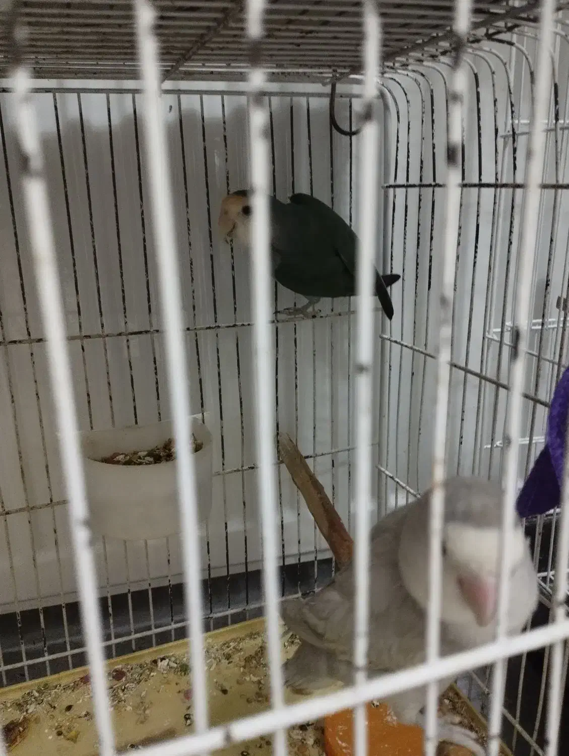 طوطی برزیلی جفت|پرنده|گلپایگان, |دیوار