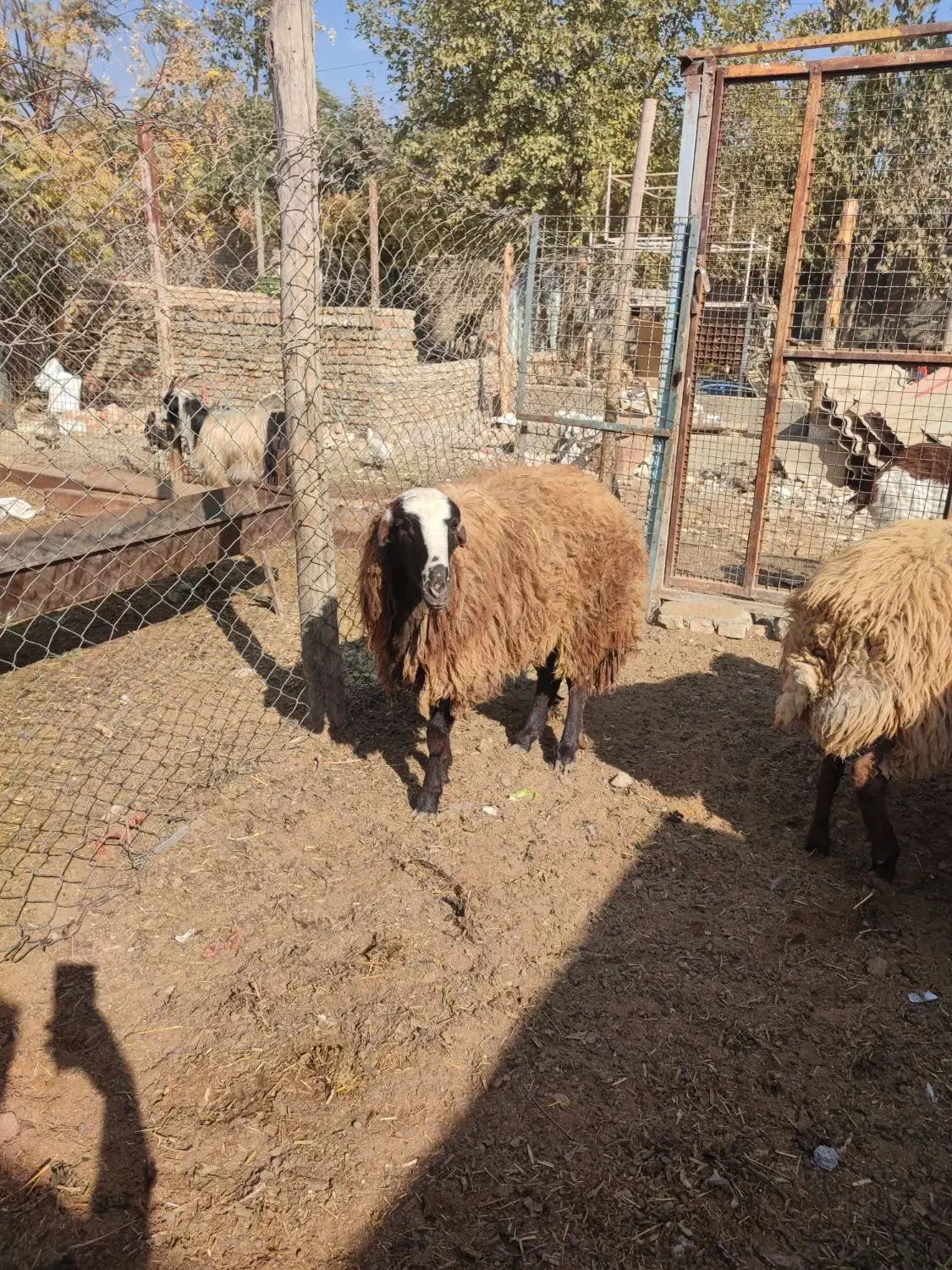 گوسفند|حیوانات مزرعه|کهریزک, |دیوار