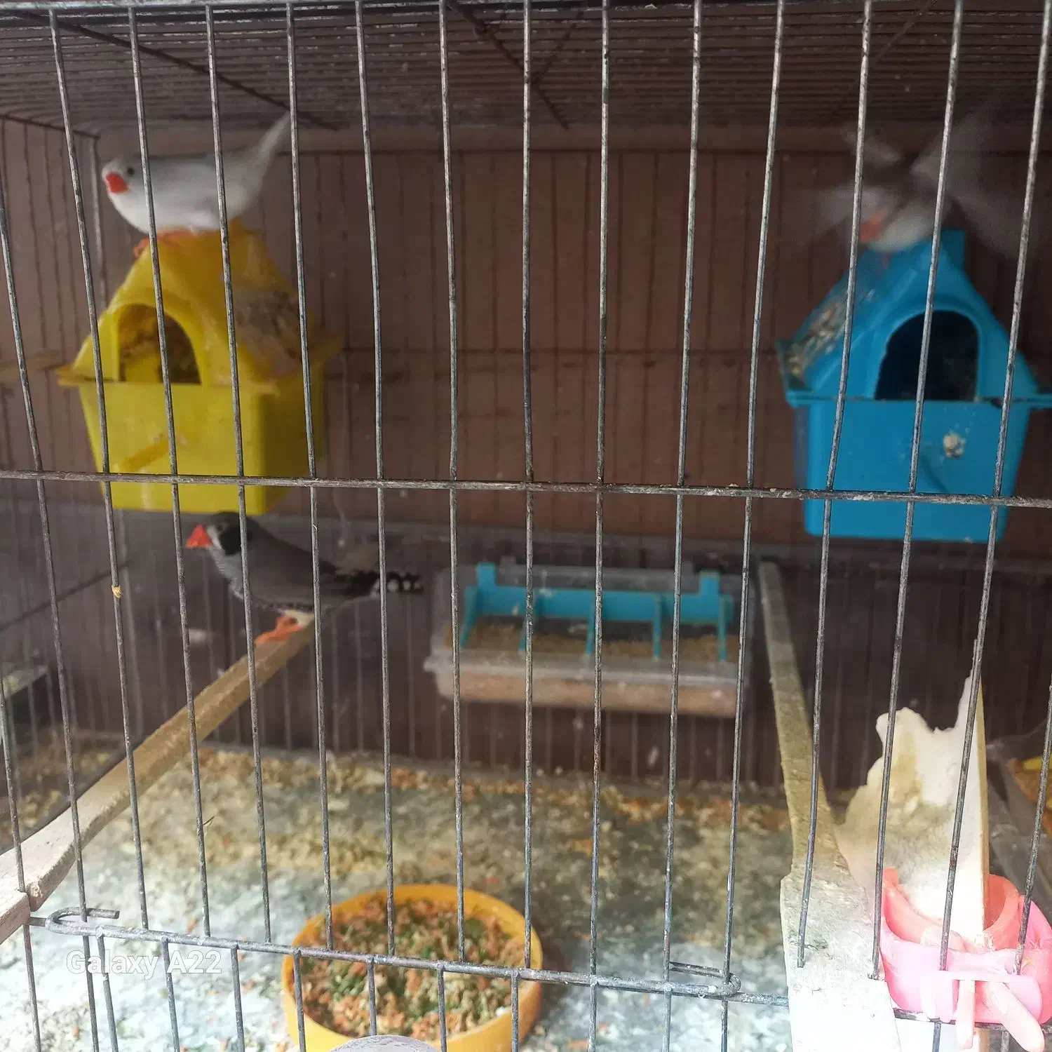 فنچ زبرا در رنگهای مختلف|پرنده|بابل, |دیوار