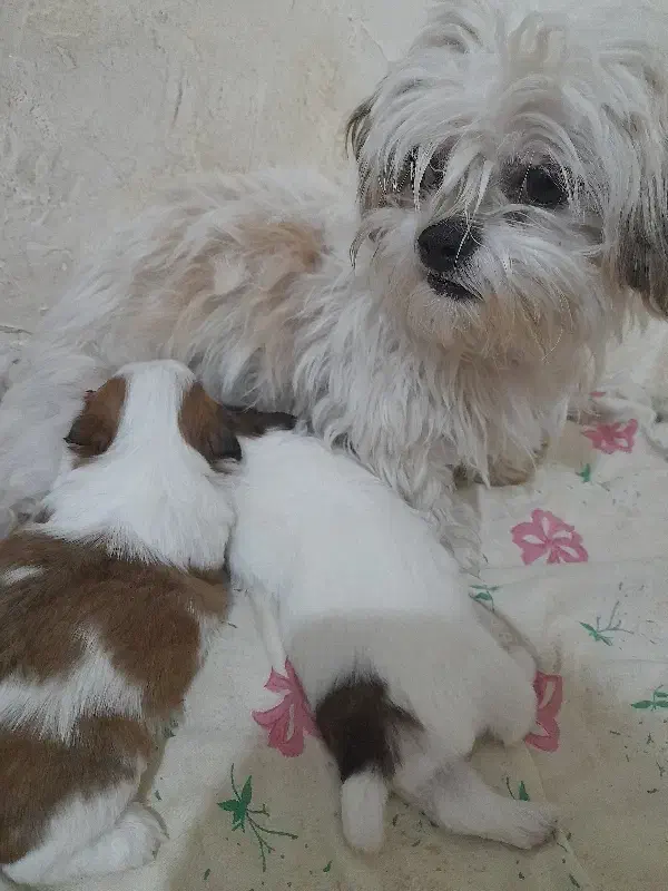 سگ شینزو|سگ|سبزوار, اسلام آباد|دیوار