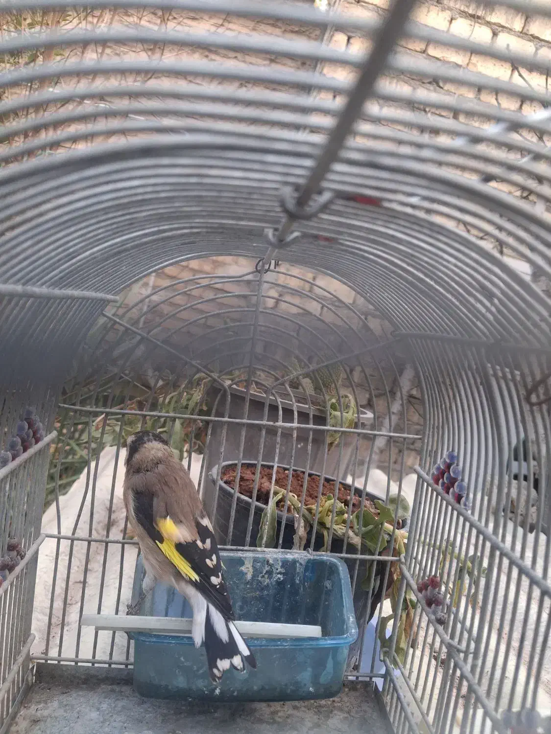 سهره رسمی ماده|پرنده|اصفهان, پوریای ولی|دیوار