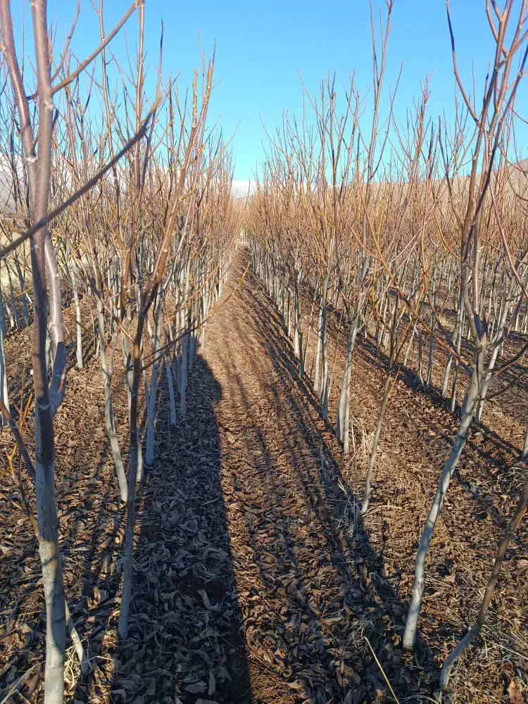 نهال درخت گردو|خدمات باغبانی و درختکاری|تیکمه داش, |دیوار