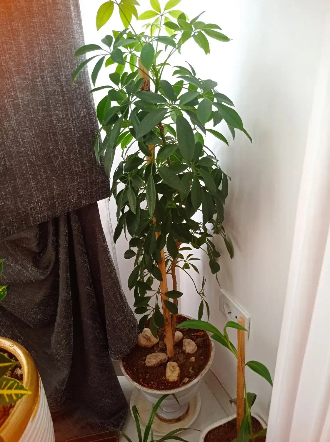 فروش گل طبیعی|گل و گیاه طبیعی|بوکان, |دیوار