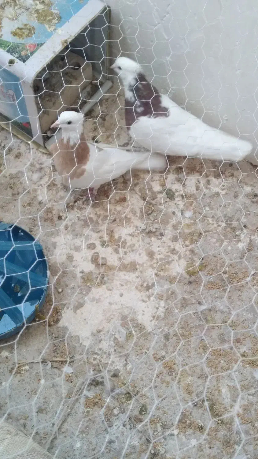 طوقی|پرنده|مشهد, کشف|دیوار