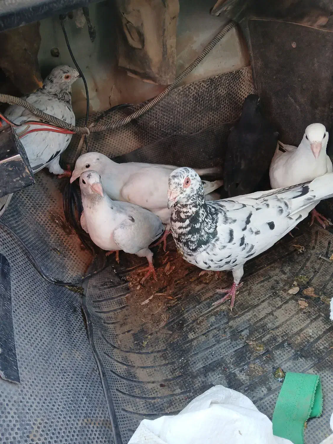 هفرنگ|پرنده|سبزوار, غرب نیروگاه|دیوار