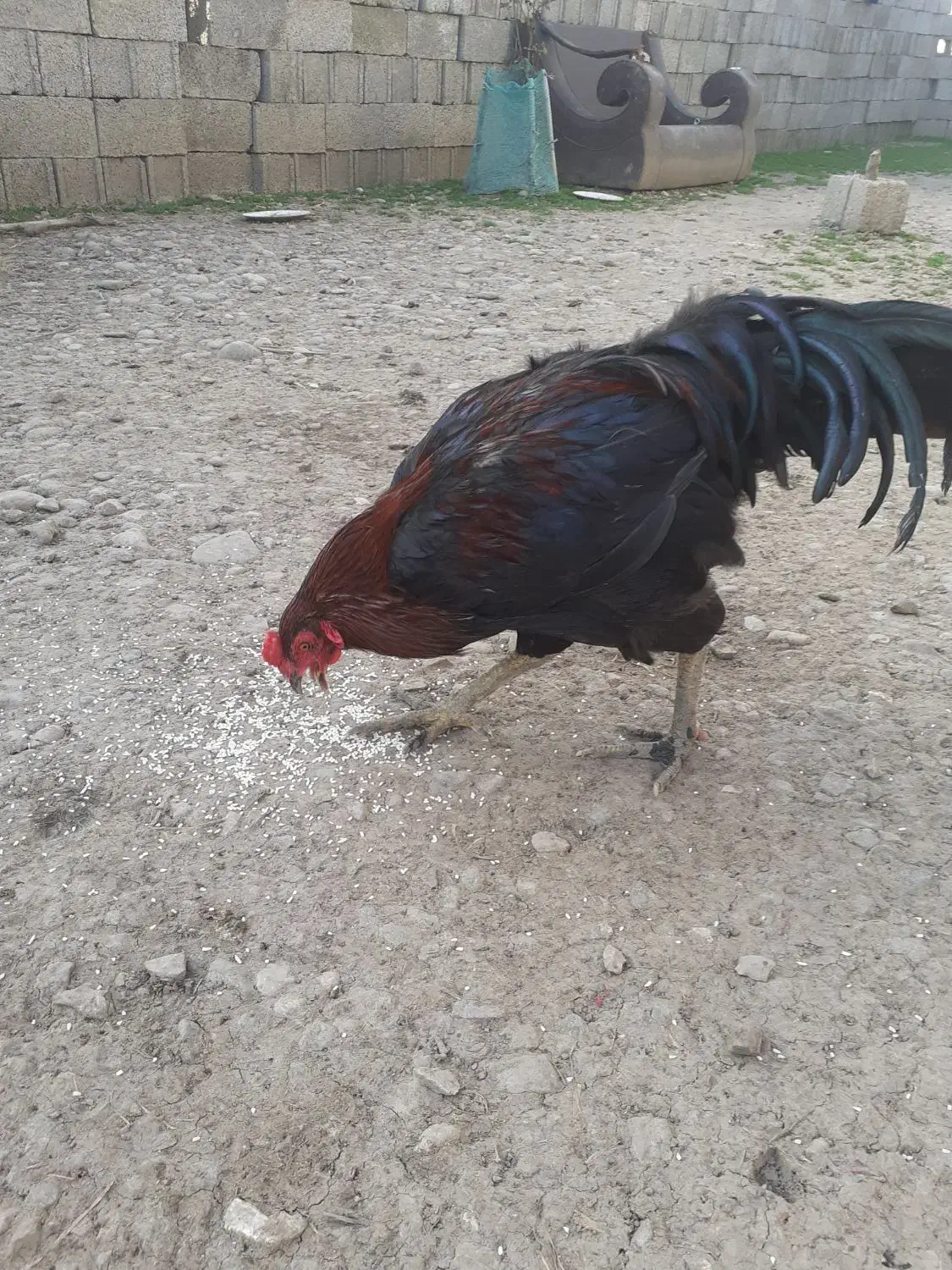 خروس و مرغ|حیوانات مزرعه|رشت, جانبازان|دیوار