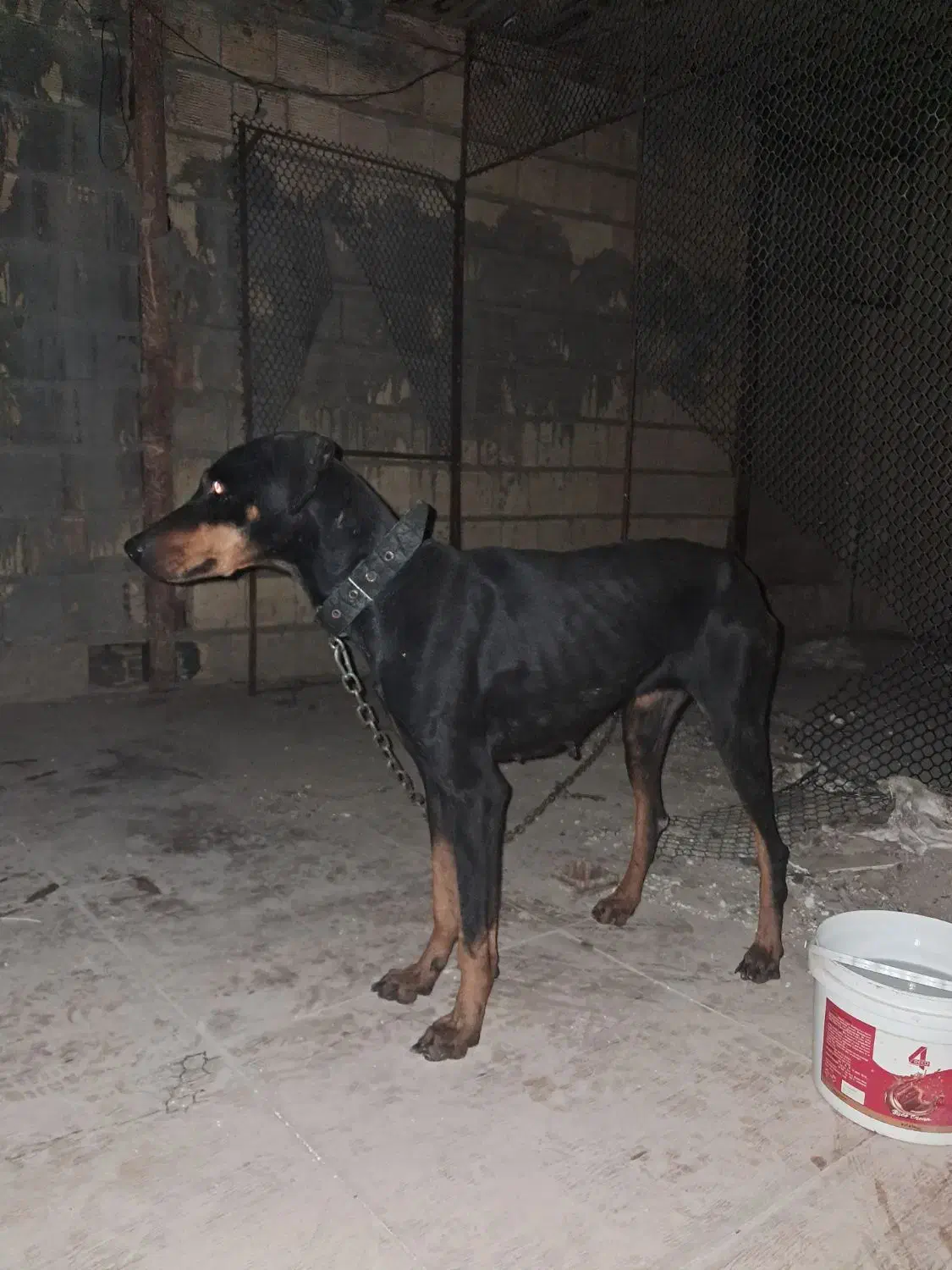 سگ بزرگ و کوچک|سگ|اصفهان, پوریای ولی|دیوار