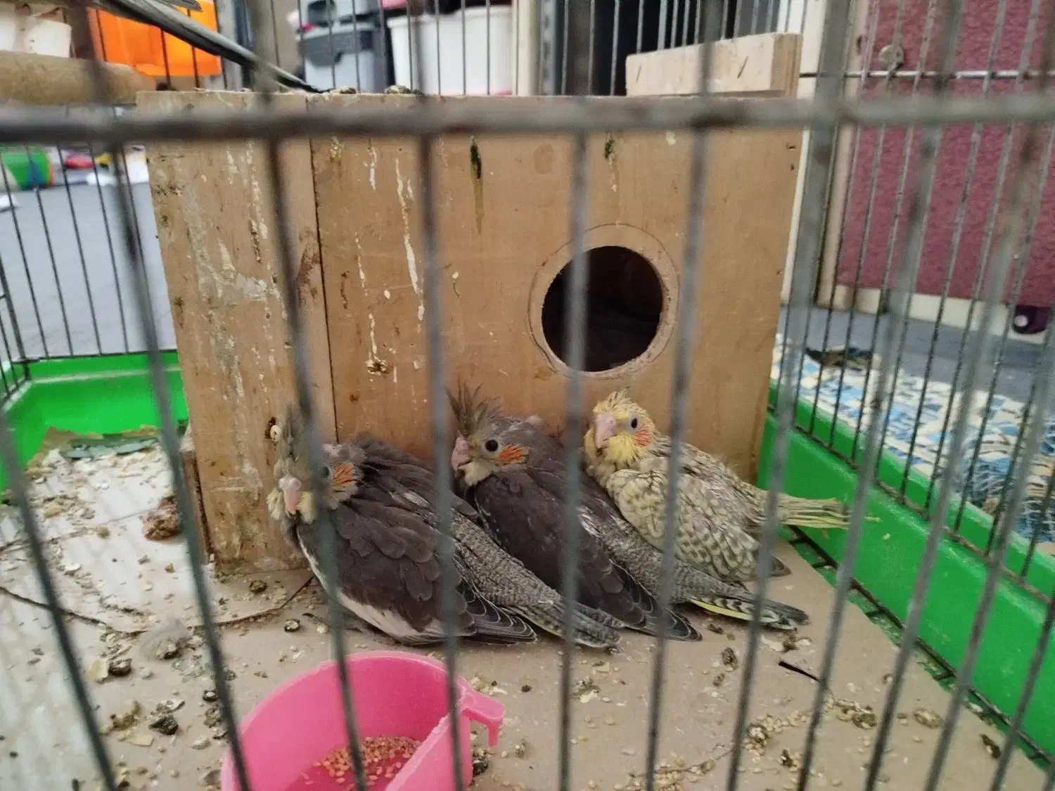 گمشده|حیوانات|بندرعباس, |دیوار