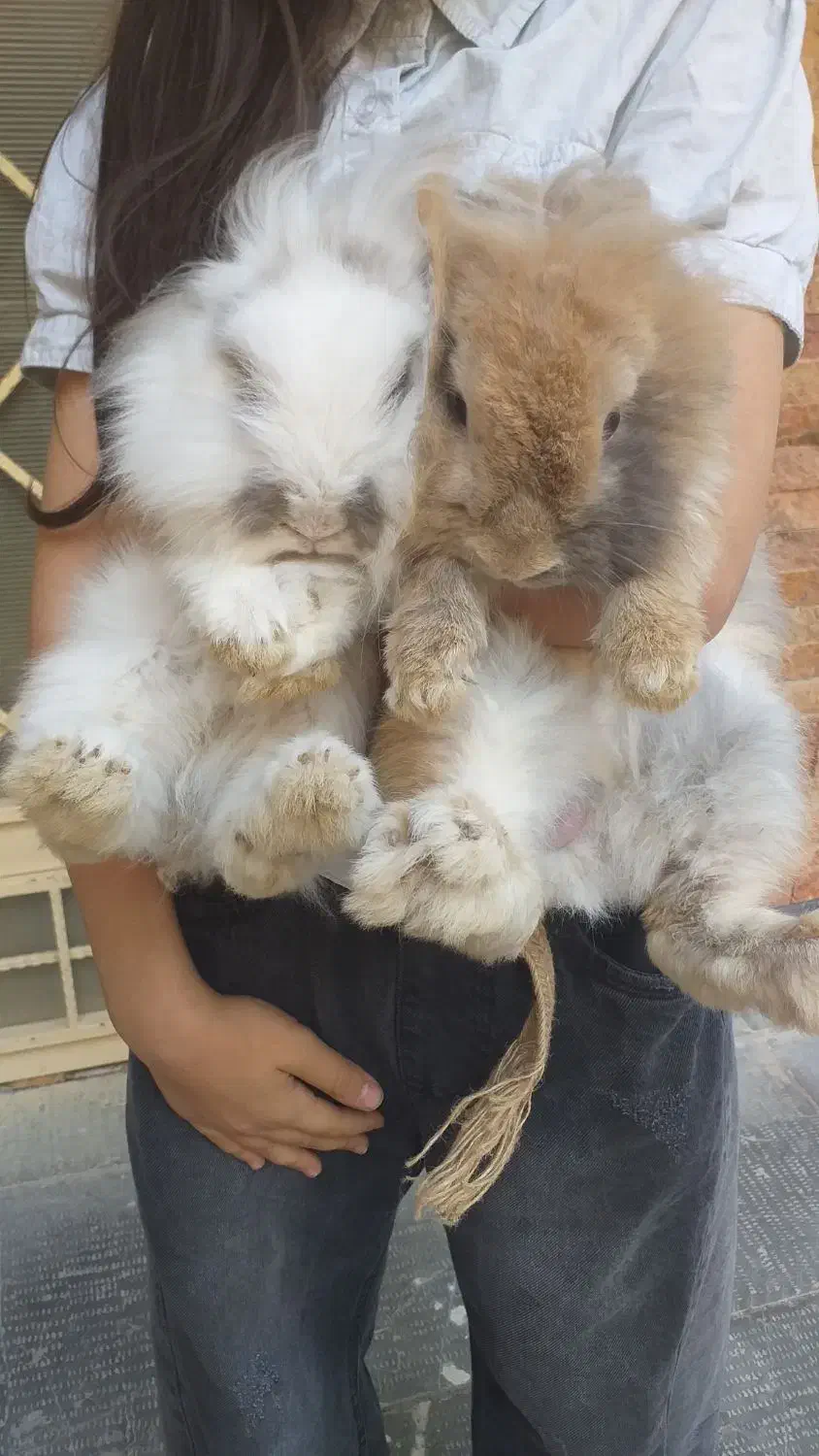 یک عدد خرگوش نر قهوه ای نژاد هلندی بالغ|موش و خرگوش|اردبیل, |دیوار