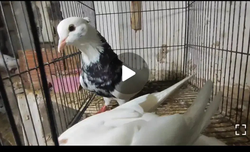 کبوتر|پرنده|قرقری, |دیوار