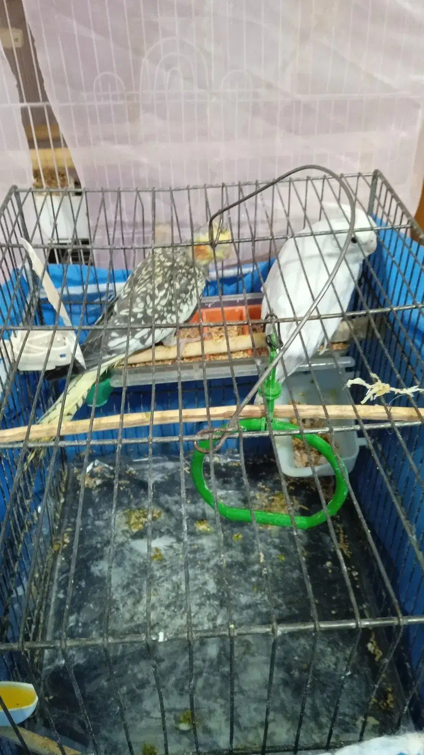 عروس هلندی|پرنده|سردرود, |دیوار