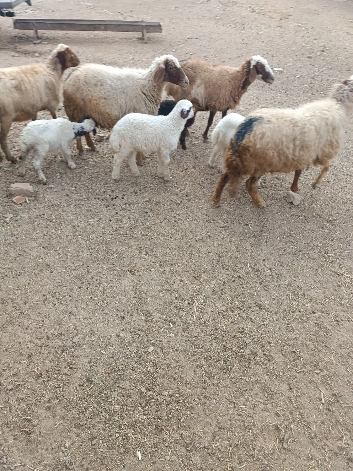 چهار عدد میش و بره|حیوانات مزرعه|ایلام, |دیوار