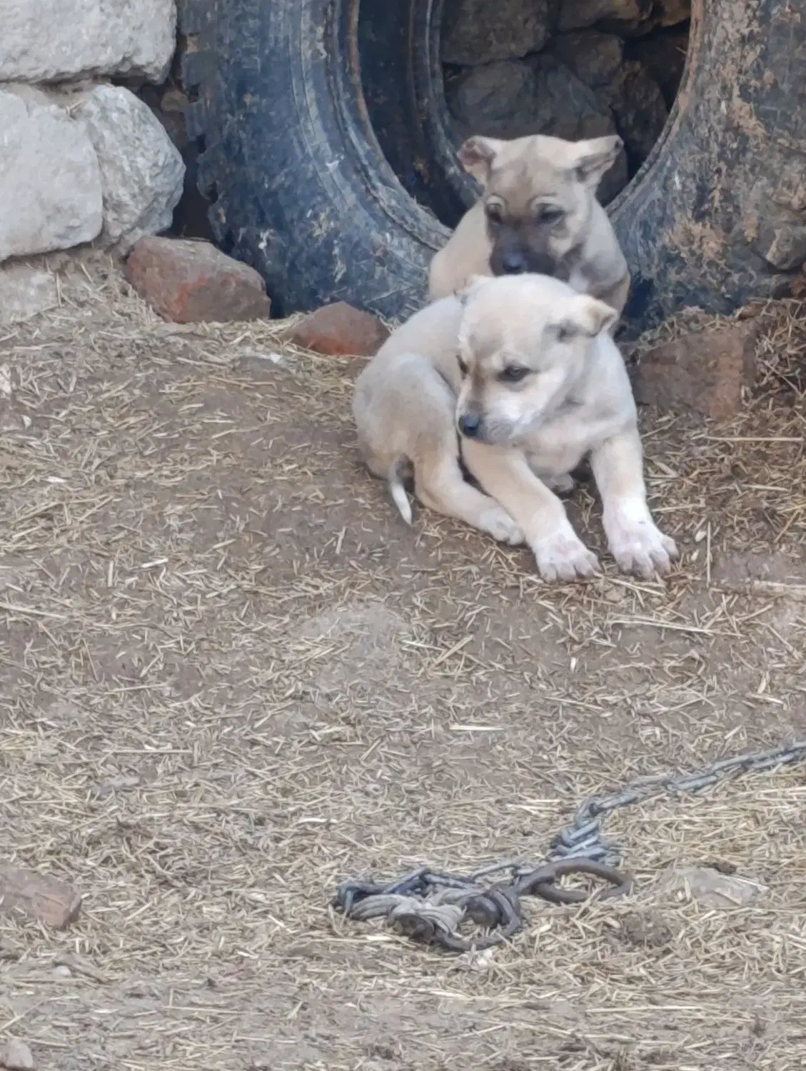 واگزاری نرو ماده|سگ|مهربان, |دیوار