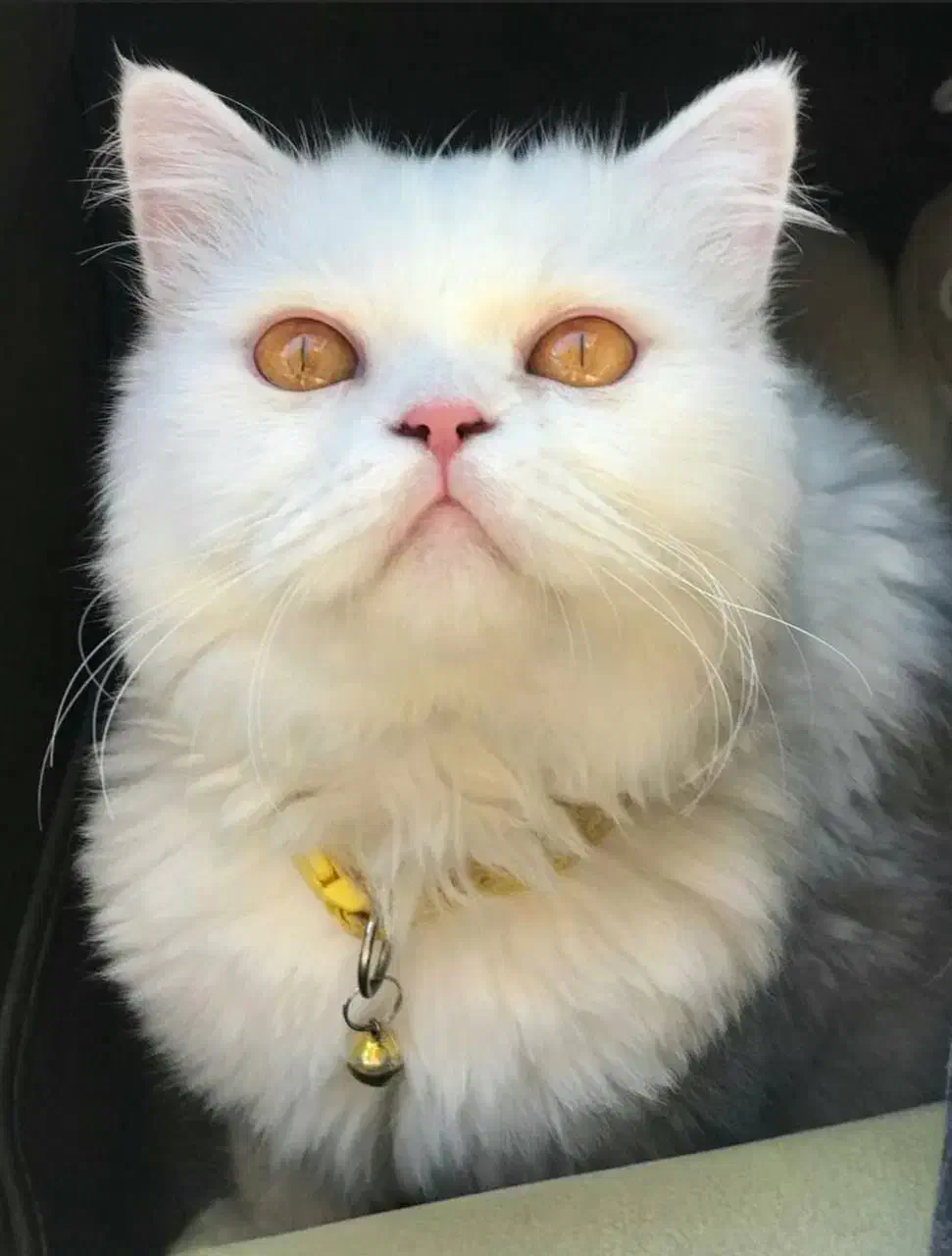 گربه پرشین|گربه|مهاباد (آذربایجان غربی), |دیوار