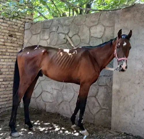 اسب فروشی|اسب و تجهیزات اسبسواری|تربتحیدریه, ده پائین|دیوار