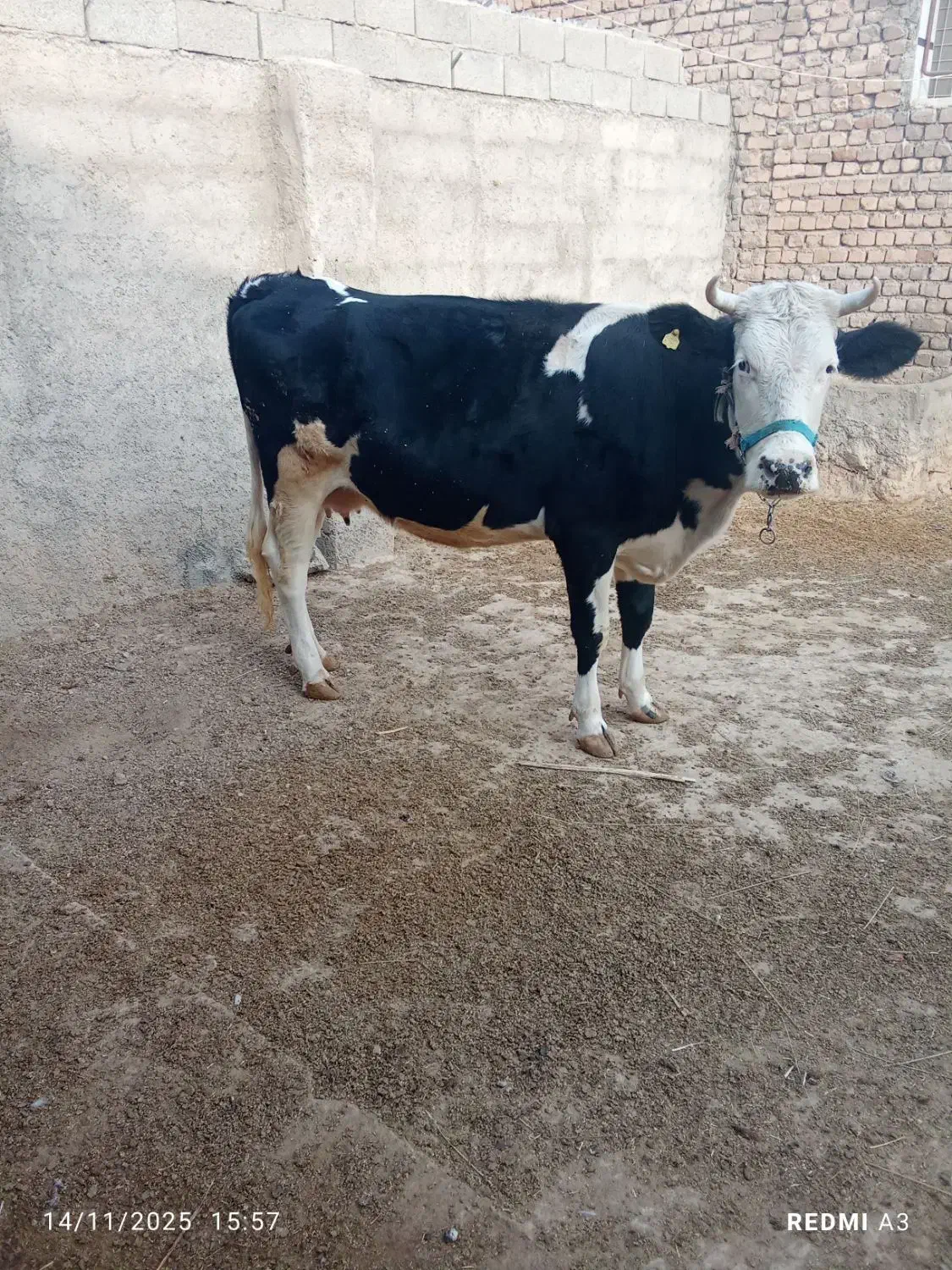 گاو سیمیتال|حیوانات مزرعه|کوهنانی, |دیوار