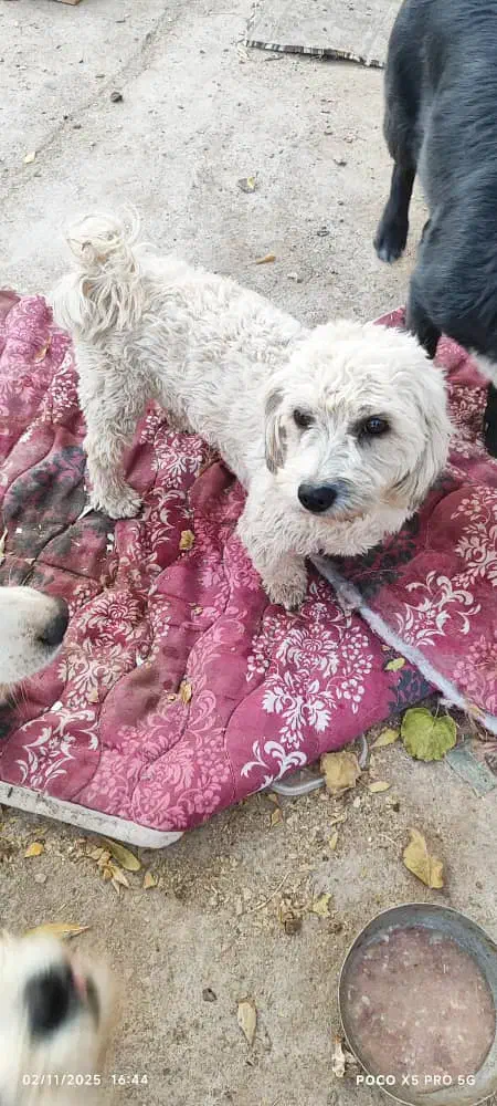 میتو خانم مهربون و خوش قلب|سگ|اصفهان, پارک مشتاق|دیوار