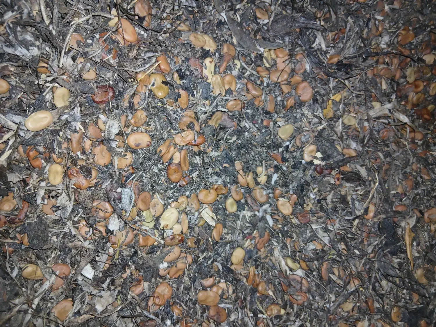 باقالا|گل و گیاه طبیعی|فاضل آباد, |دیوار