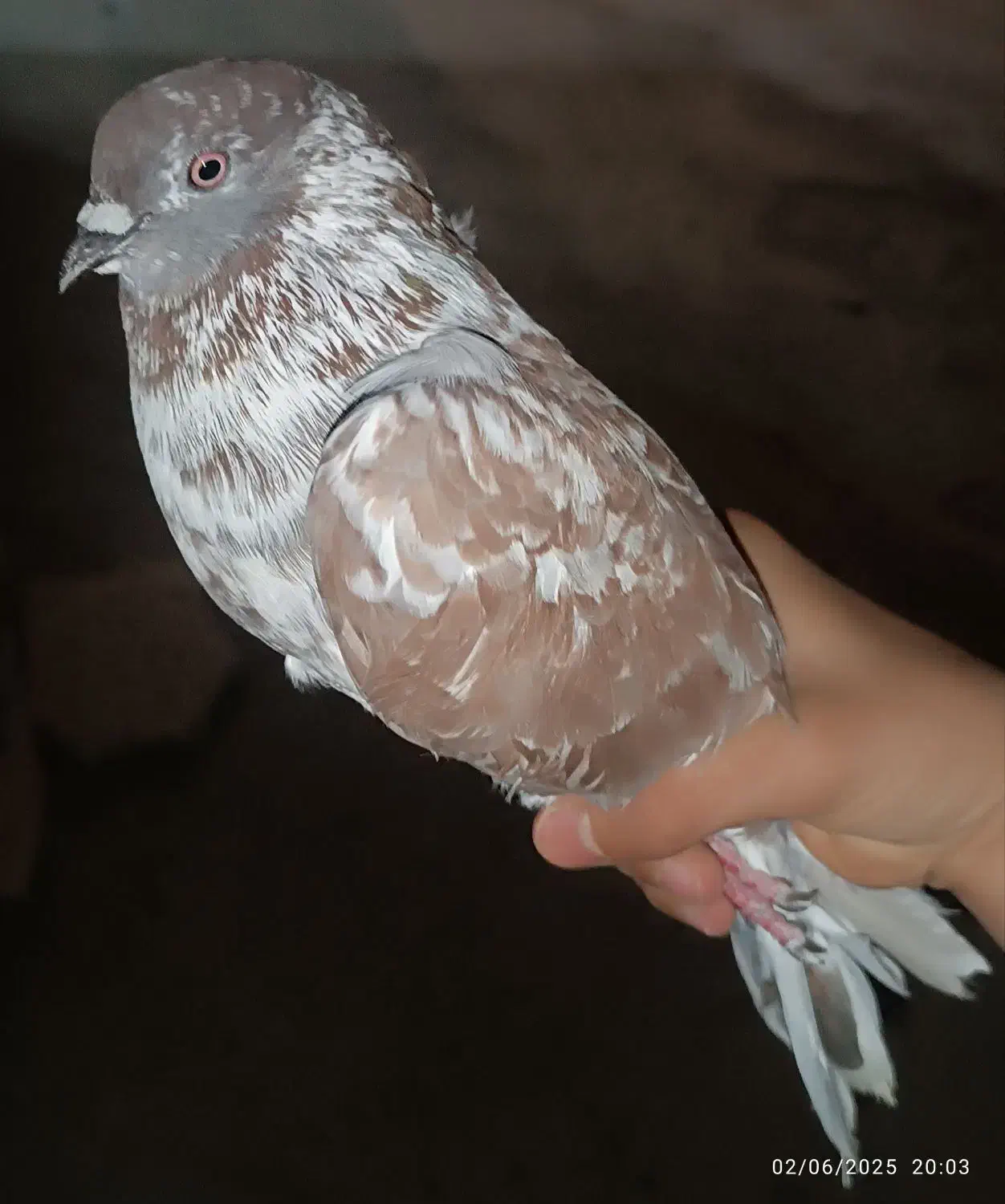 کبوتر صابونی|پرنده|هندیجان, |دیوار