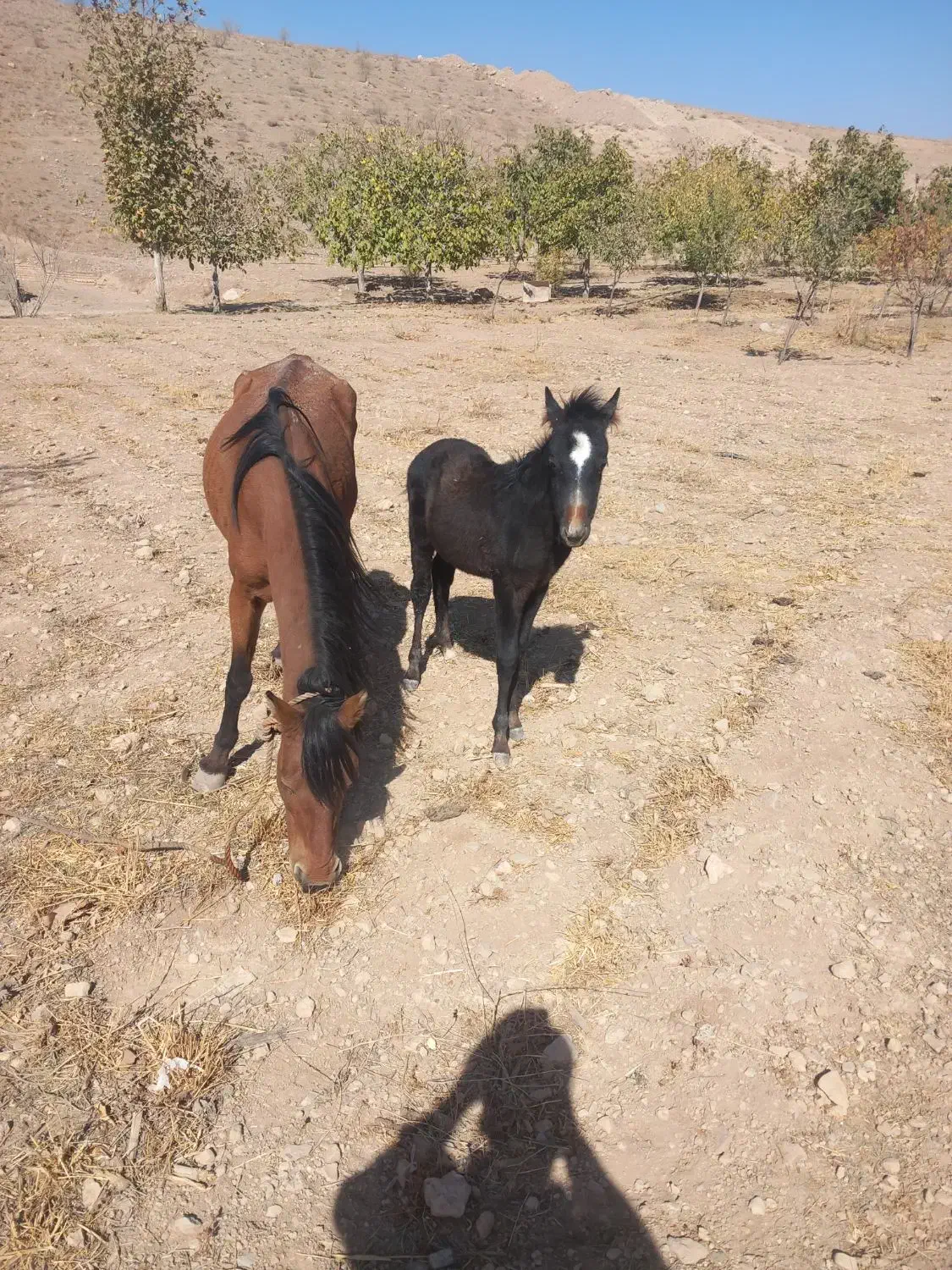 خریدوفروش دام سبک و سنگین|حیوانات مزرعه|هشتگرد, خور|دیوار