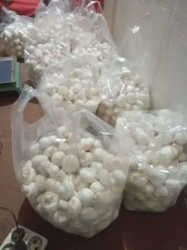 دوره آموزشی تکثیر و پرورش قارچ خوراکی|خدمات آموزشی|مشهد, احمدآباد|دیوار