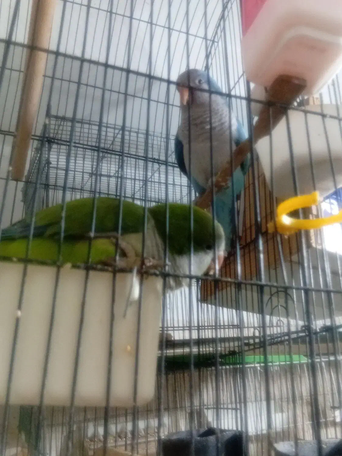 طوطی راهب|پرنده|رباطکریم, رباطکریم|دیوار