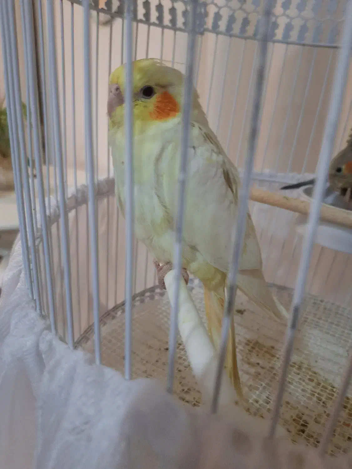 جوجه عروس هلندی ۳ ماهه دستی|پرنده|لاهیجان, گلستان|دیوار