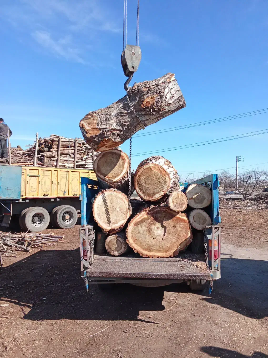 پاکسازی درختان حیاط وباغچه|خدمات باغبانی و درختکاری|مشگین شهر, |دیوار