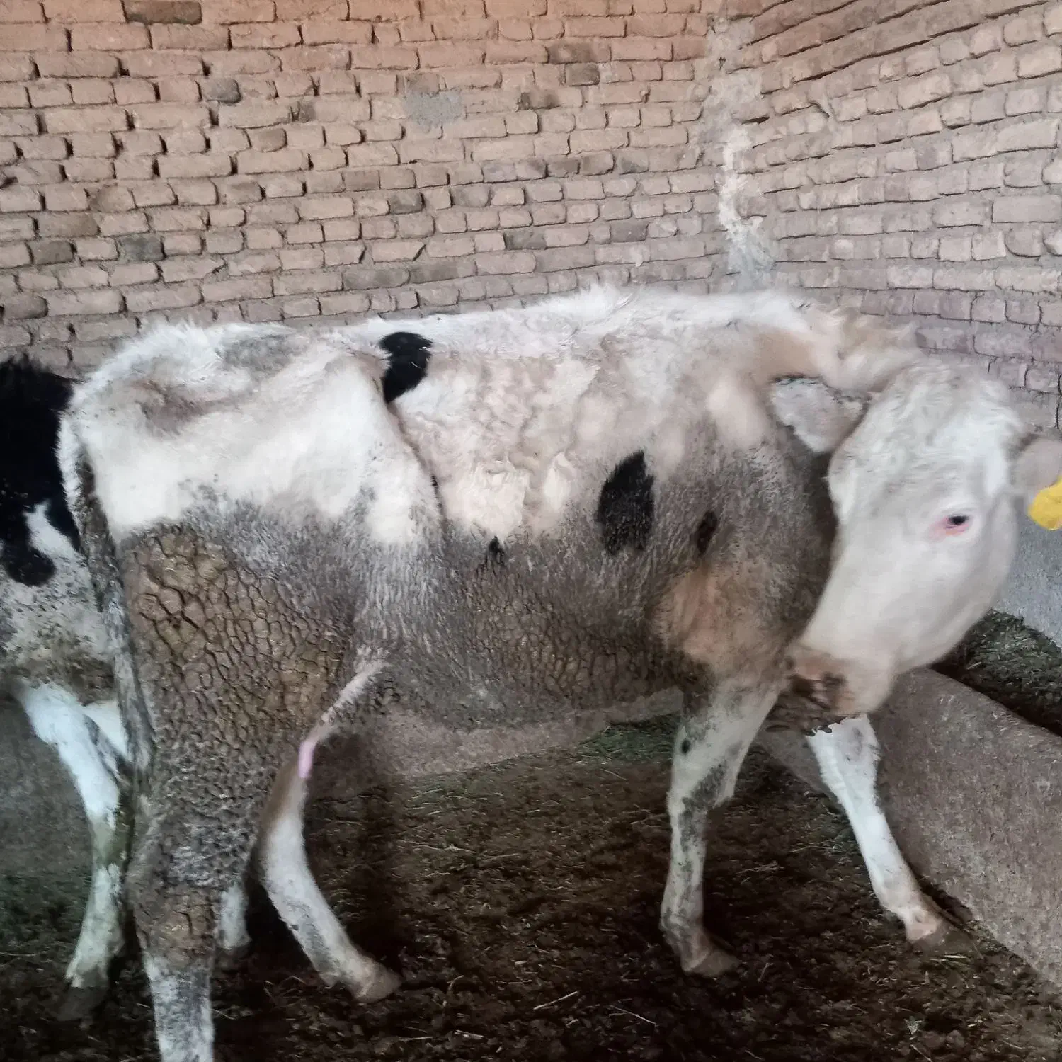 باسلام.خریدار.|حیوانات|کبودرآهنگ, |دیوار