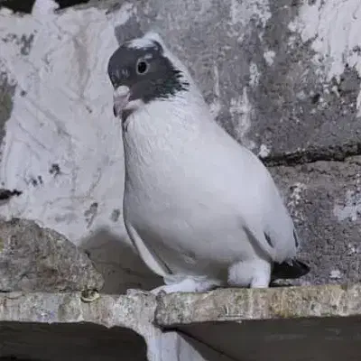 فروش دم قهوه ایی ودم سیاه نقابی|پرنده|بهبهان, |دیوار