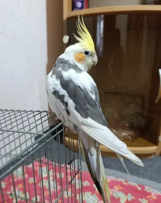 عروس هلندی نر اهلی|پرنده|ارومیه, |دیوار