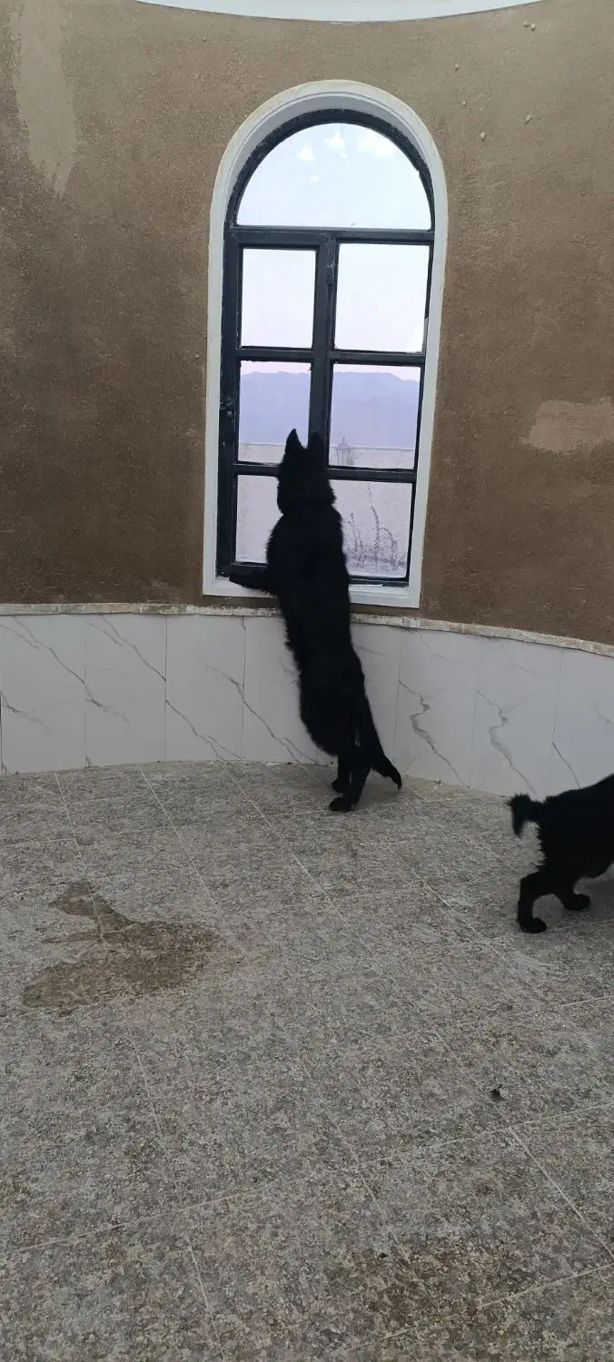 توله ژرمن بلک|سگ|ماهان, |دیوار