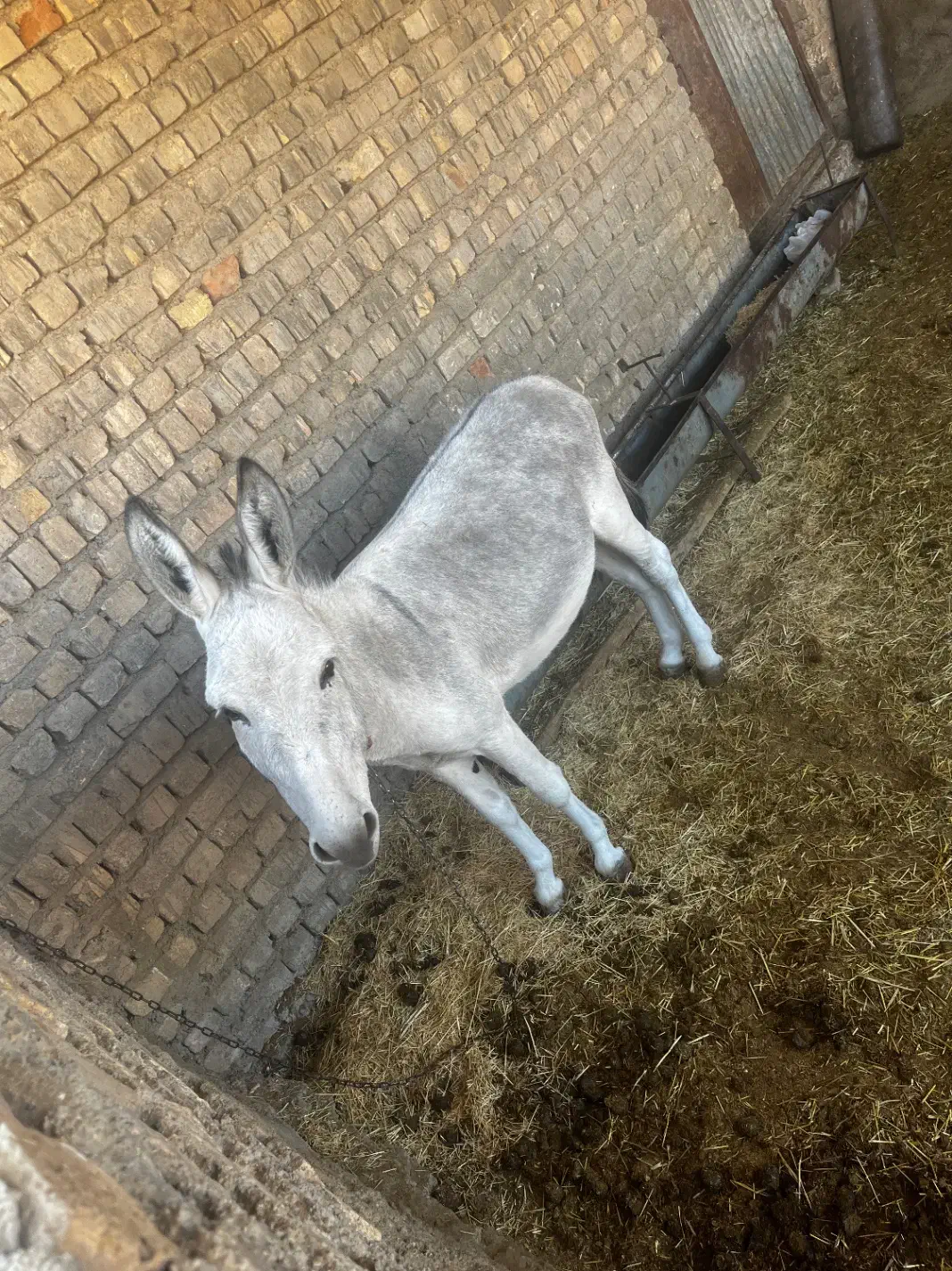 الاغ نر|حیوانات مزرعه|خرقان, |دیوار