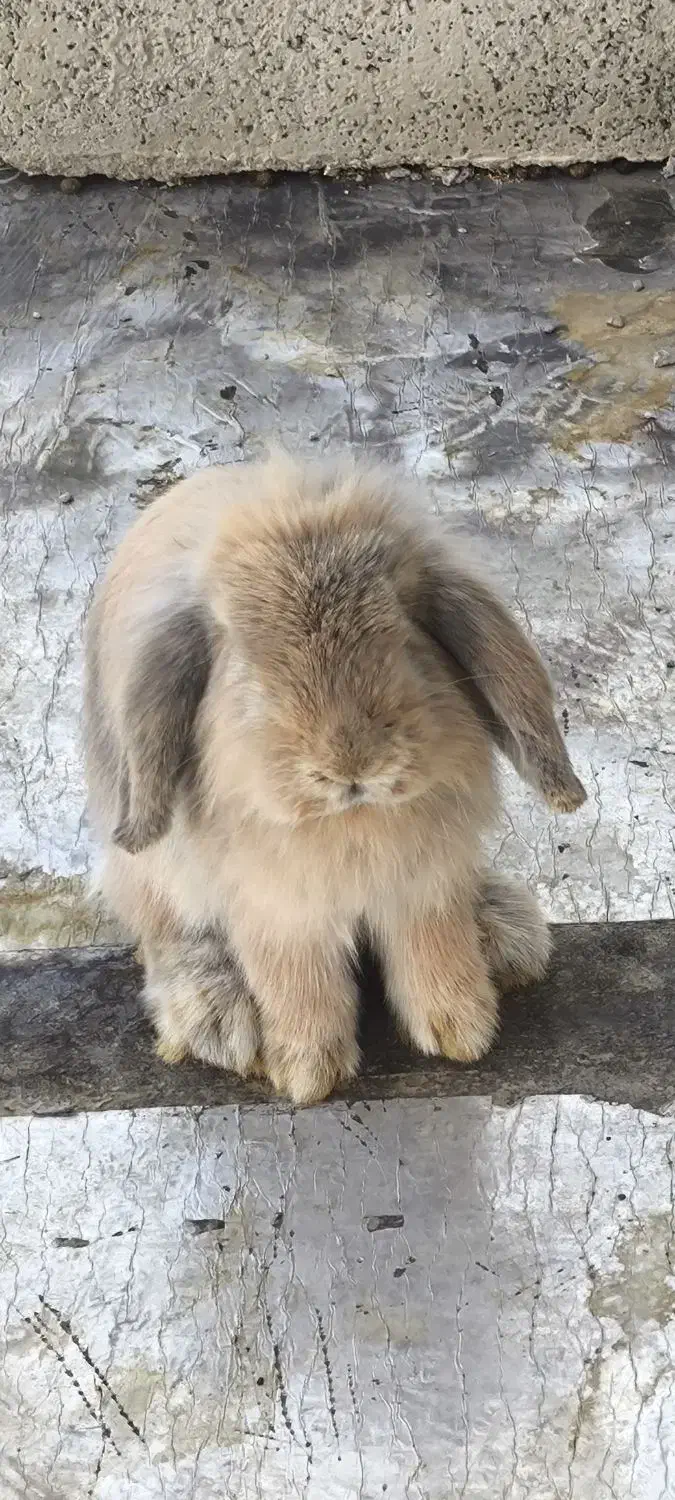 خرگوش پشمالو|موش و خرگوش|سراوان, |دیوار