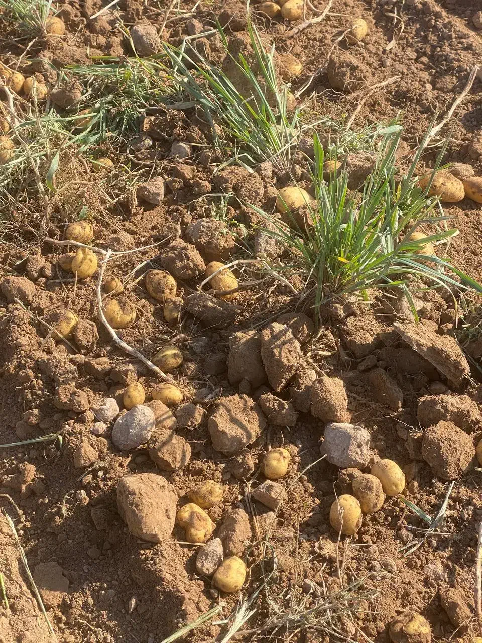 سیب‌زمینی آگریا|خدمات باغبانی و درختکاری|قوچان, |دیوار