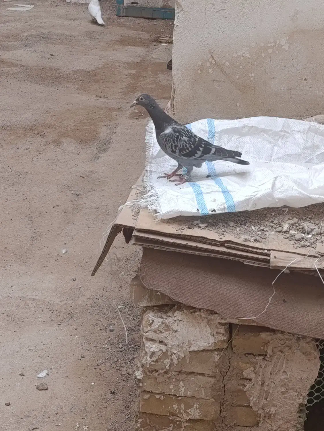 کفتر|پرنده|یزد, |دیوار