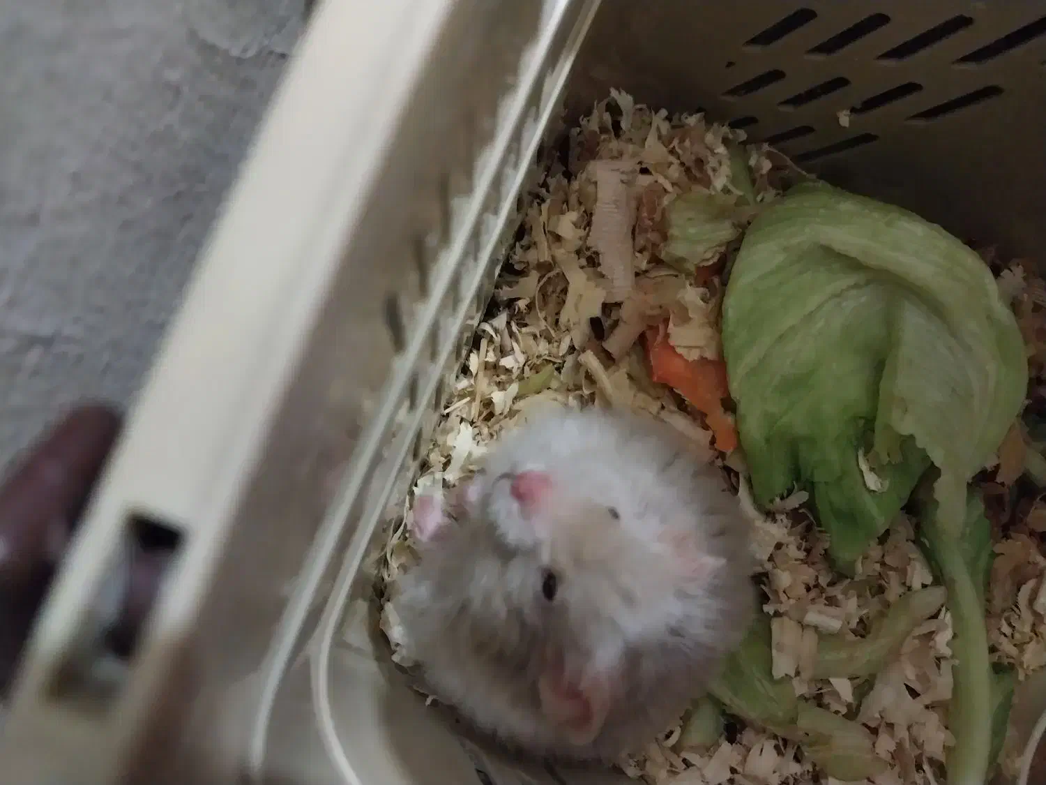 همسر نر و ماده و ۶ عدد بچه|موش و خرگوش|ری, شهرری|دیوار