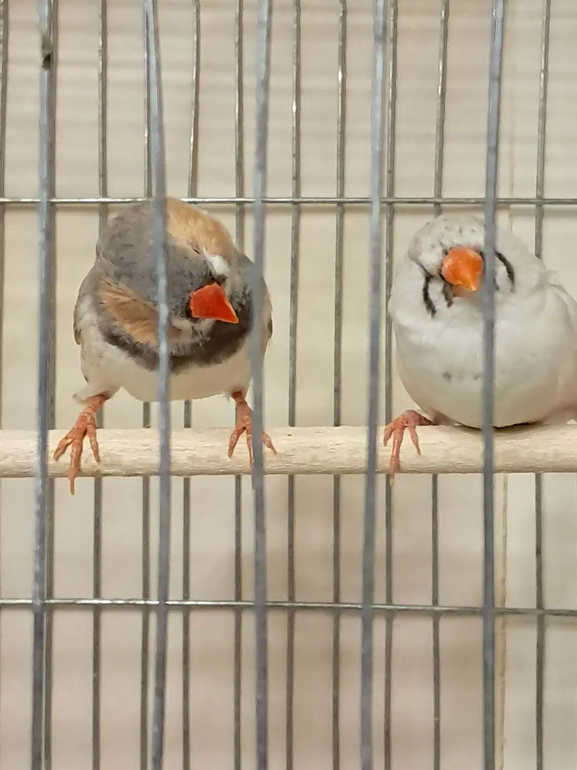 فنچ کینگ مولد در همه ی نژادها|پرنده|تهران, چهارصد دستگاه|دیوار