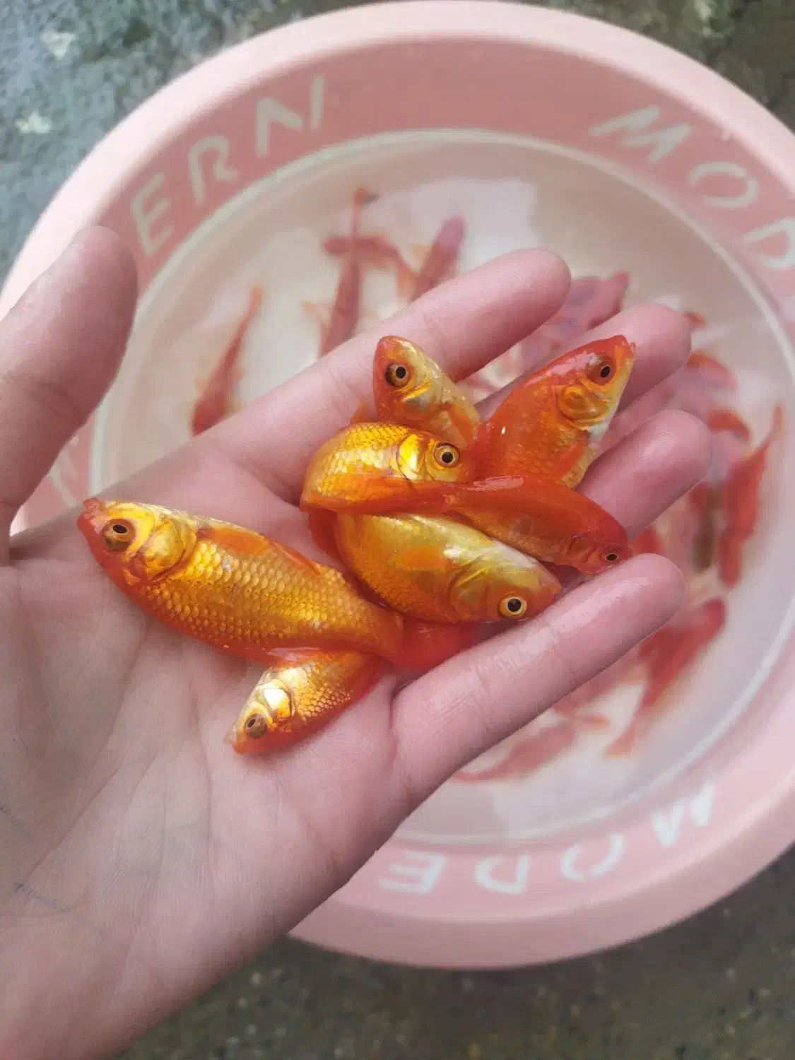 100000|ماهی|سقز, |دیوار