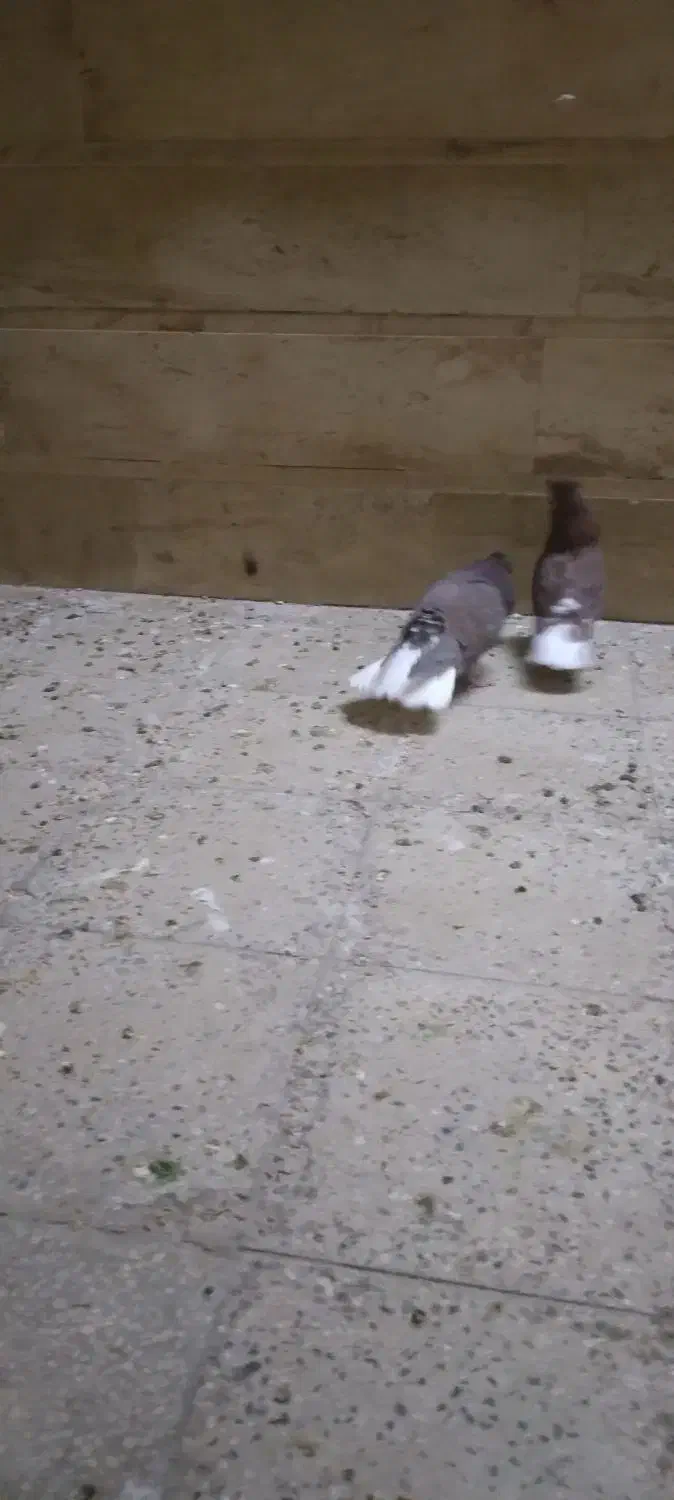 دم سفیدشیش دنگ|پرنده|قم, باسکول|دیوار