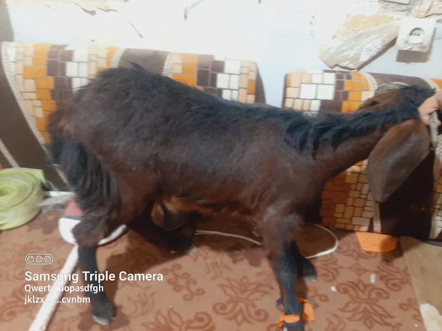 کره(بز)|حیوانات مزرعه|زابل, |دیوار