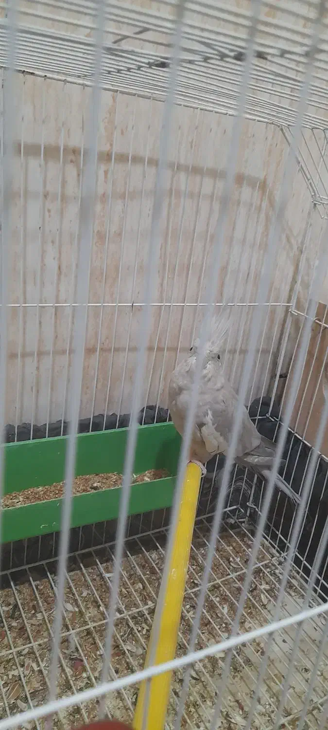 عروس هلندی|پرنده|شادگان, |دیوار