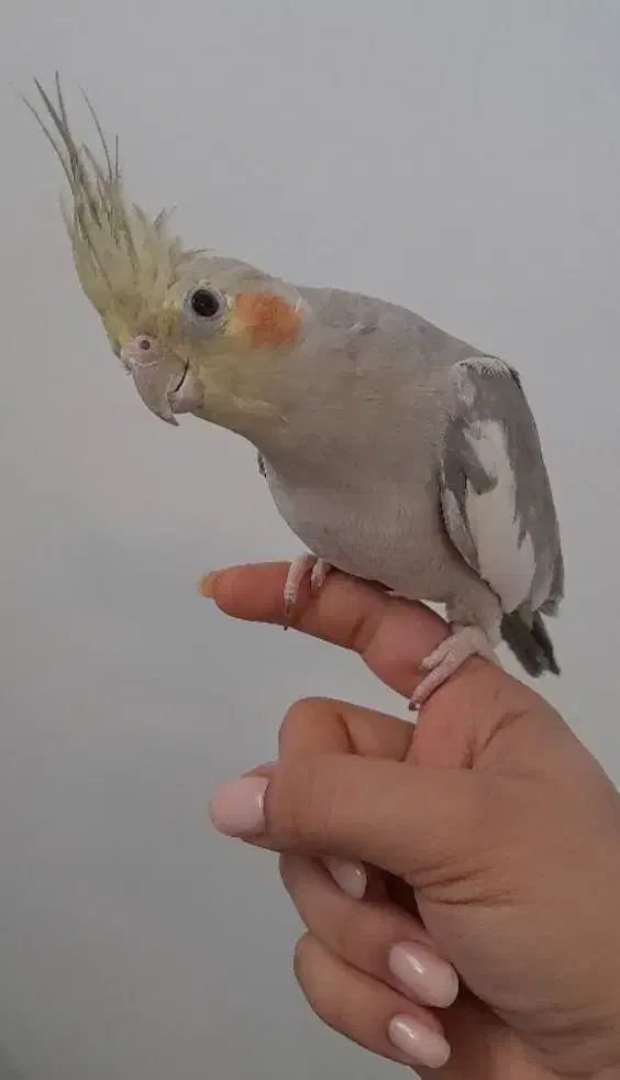 ماده فول رام|پرنده|بابل, |دیوار