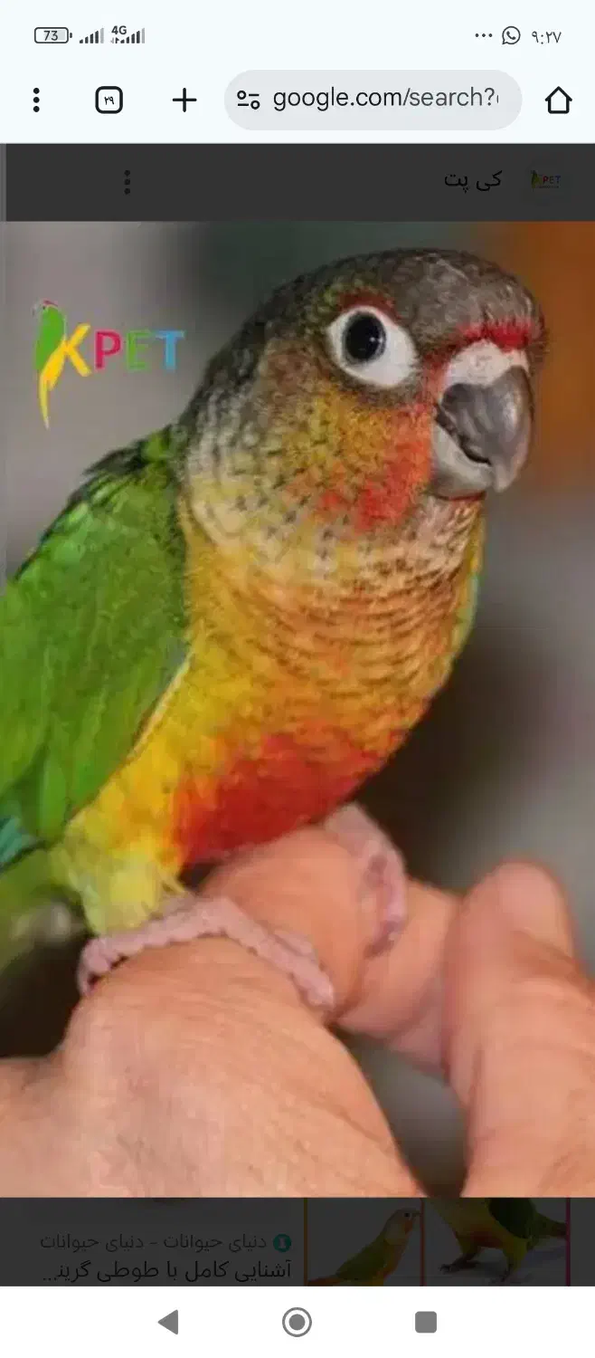 اصل گرینچیک رد|پرنده|برازجان, |دیوار