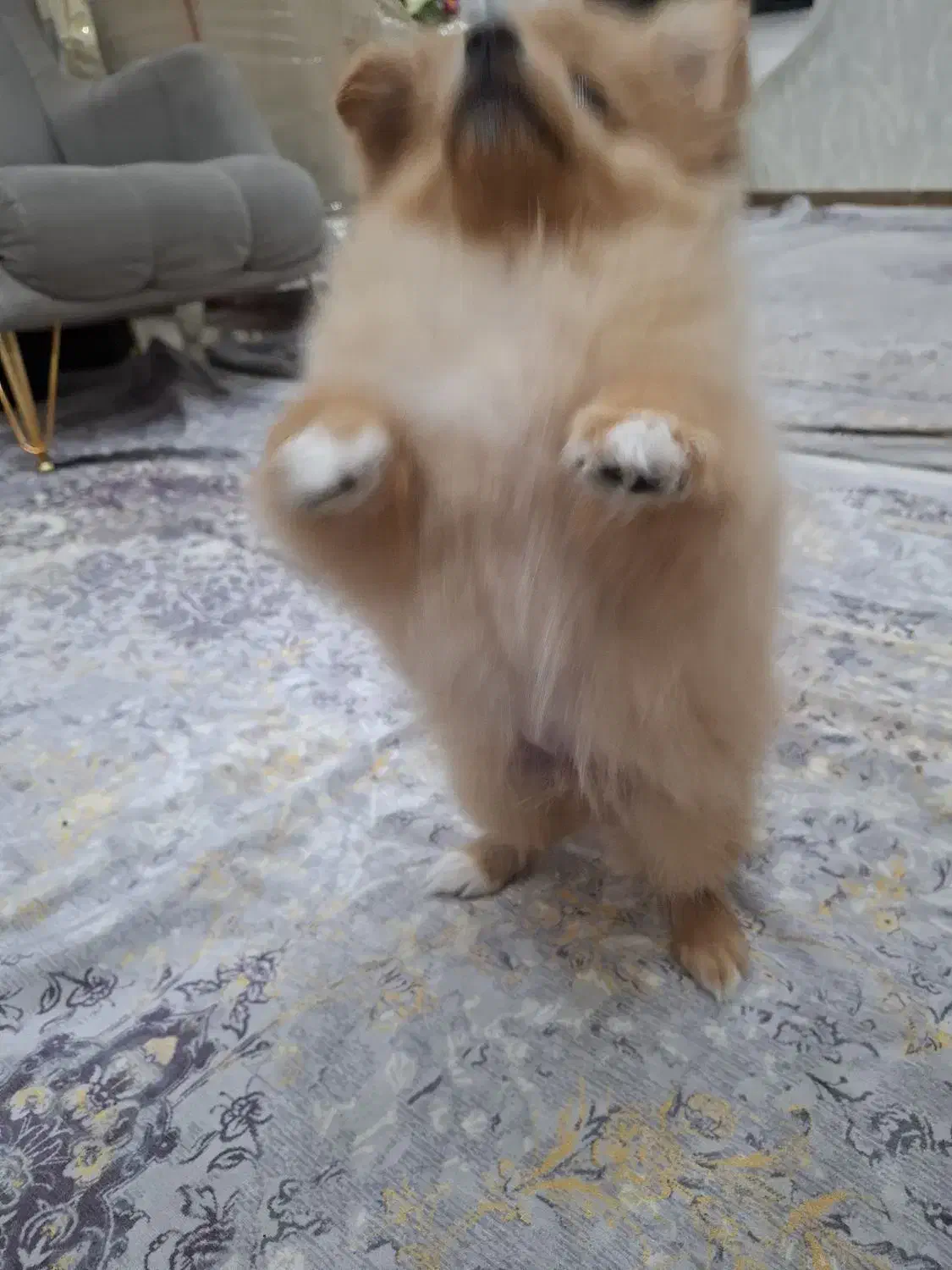 سگ پامرین خرسی نر|سگ|کرمانشاه, |دیوار