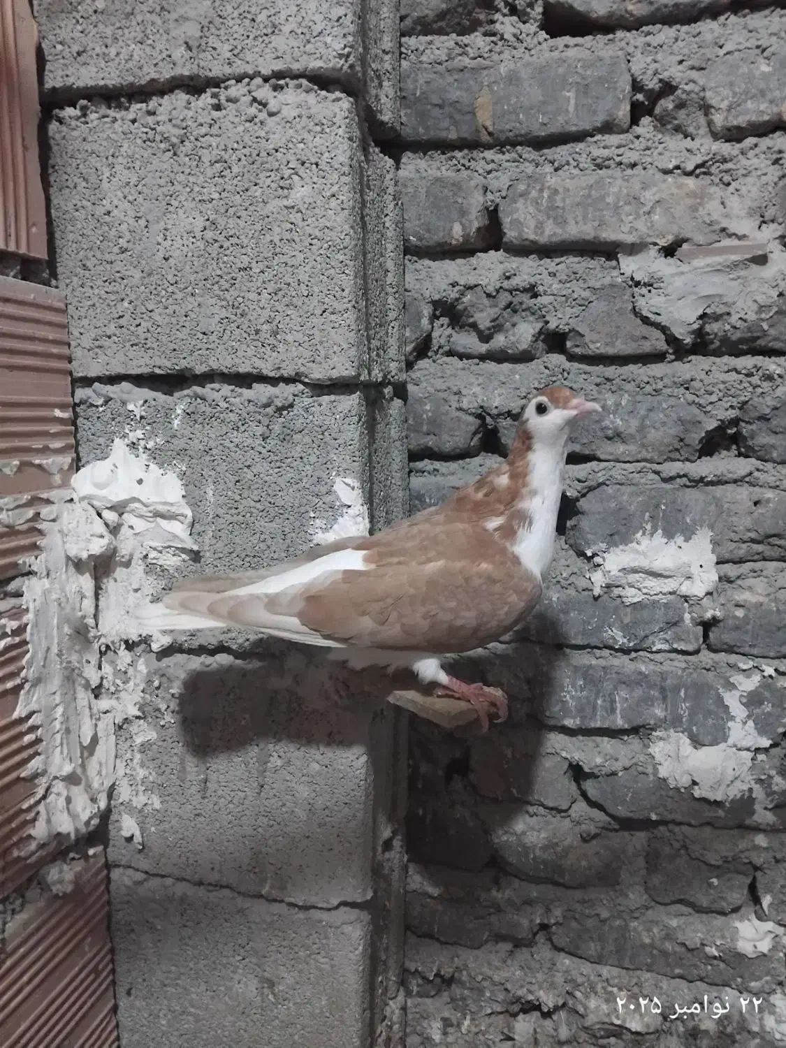 ساده زرد|پرنده|نگین شهر, |دیوار