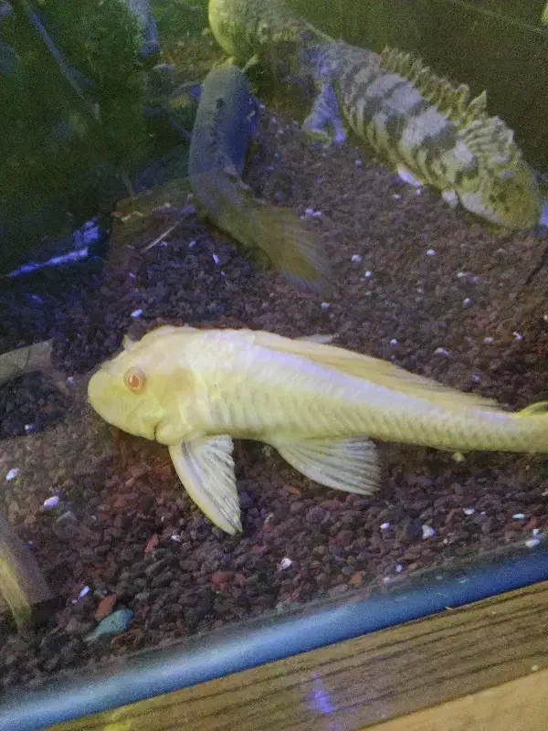 گربه ماهی|ماهی|مشهد, امیریه|دیوار