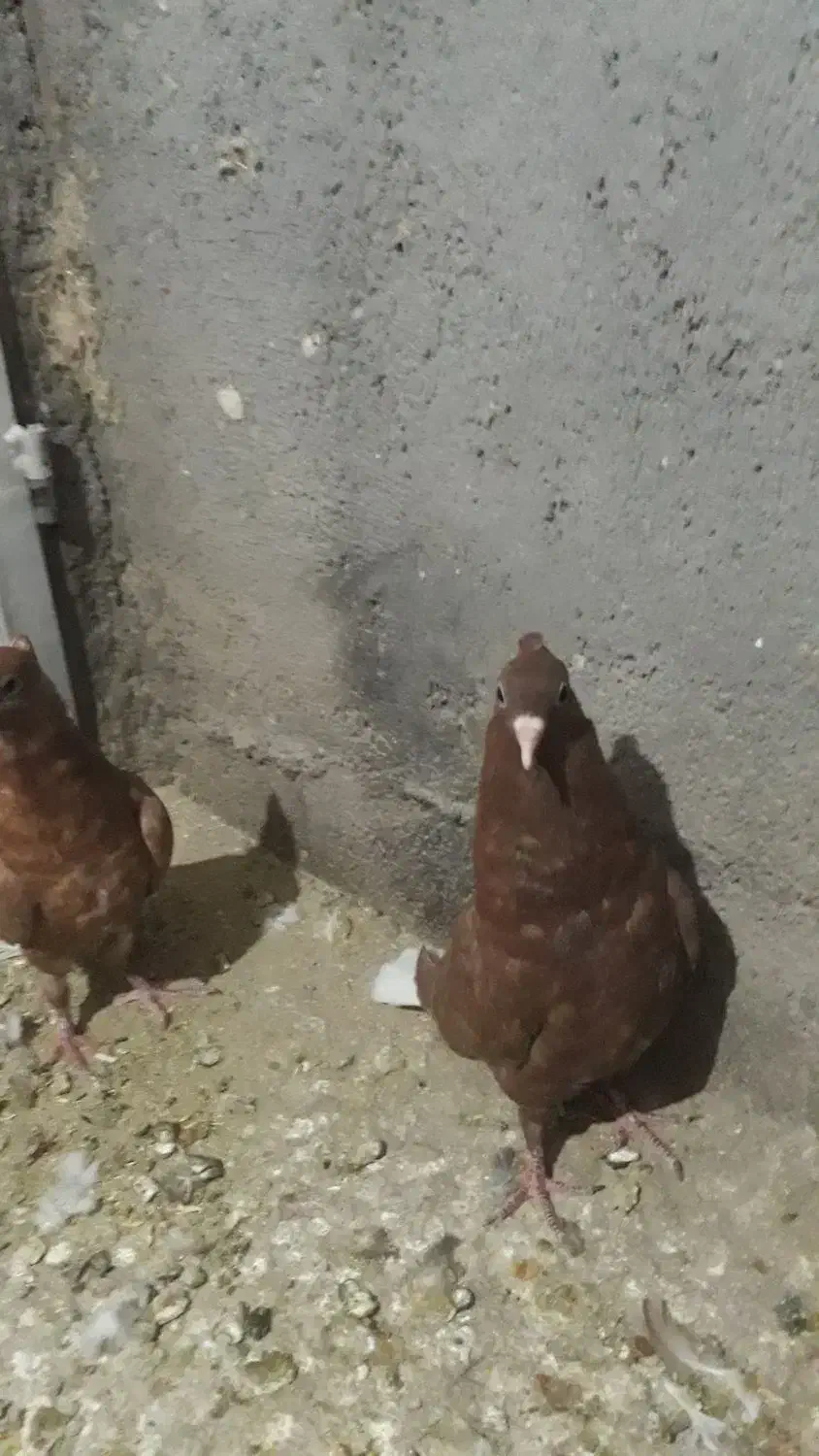 جفت جوانه دم سفید کاکل|پرنده|شهرآباد, |دیوار