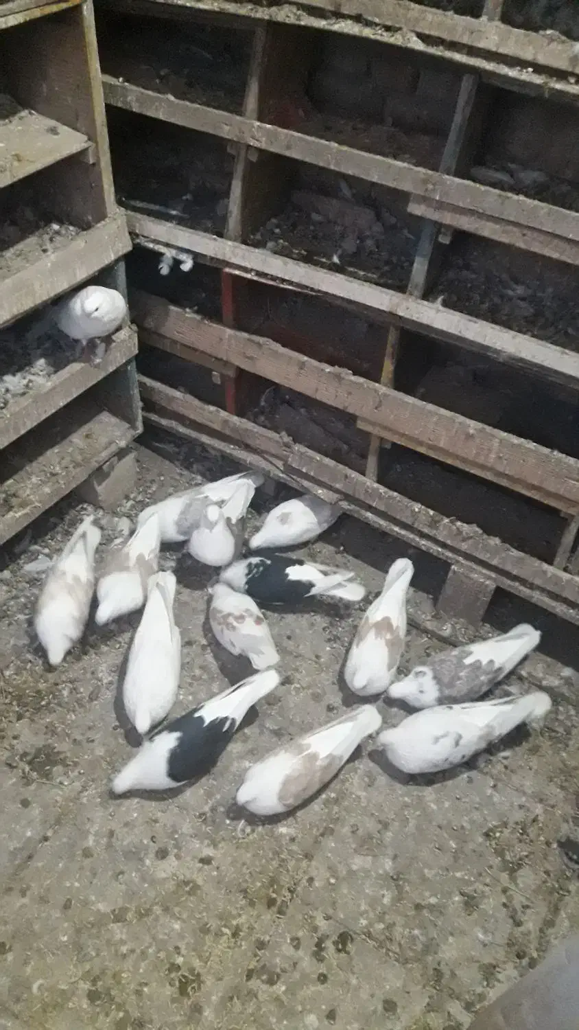 21جفت|پرنده|نیر (اردبیل), |دیوار