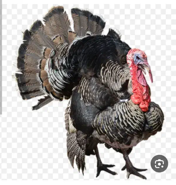 بوقلمون نر برنز کلی و جزئی|حیوانات مزرعه|ماسال, |دیوار